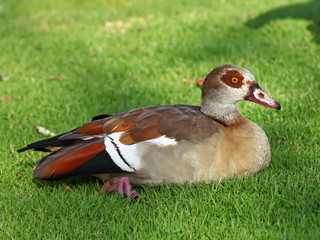 An Egyptian goose
