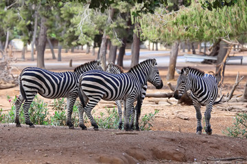 Fototapeta na wymiar four zebras in zoo