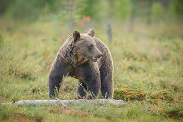 Young male, European brown bear