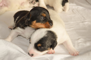 Jack Russell Terrier with puppies