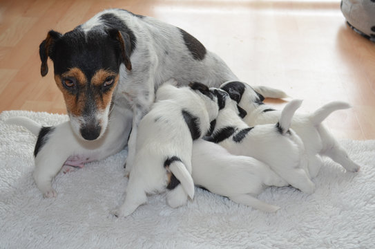 Jack Russell Terrier with puppies