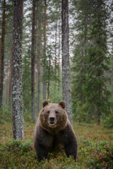 Wild European brown bear wide angle