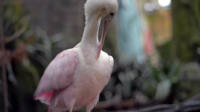 Roseate spoonbill Platalea ajaja Florida Swamps