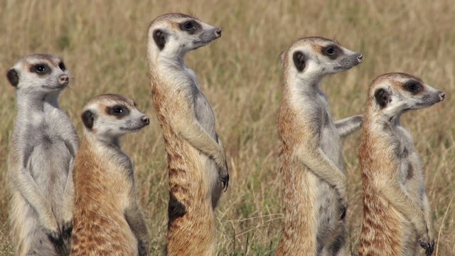 Group of meerkats standing up alert and looking for predators,Botswana