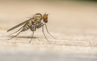 Macro photo of a Dolichopodidae fly, insect
