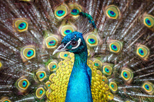 Fototapeta Beautiful colorful peacock showing off his tail