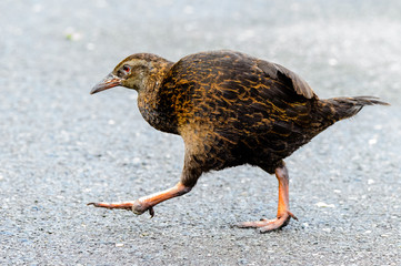 New Zealand Big bird walking on ground