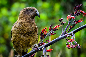 New Zealand Kea gazing into the forest