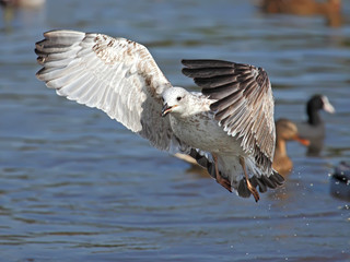 flying young seagull  in action