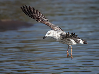 Yellow-legged gull