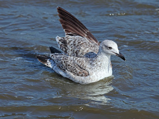seagull floats on the lake
