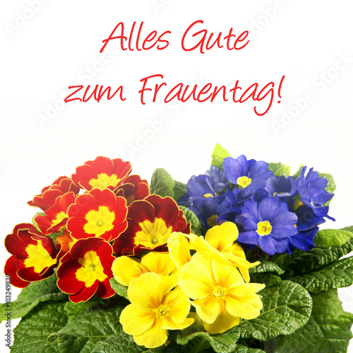 "Alles Gute zum Frauentag!, Schrift mit Primeln auf weiß, isoliert