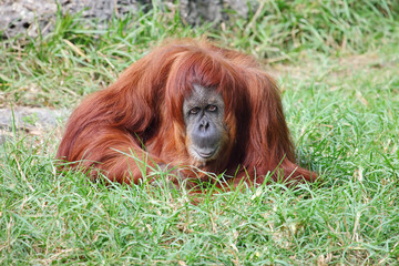 Orangutan in captivity in a zoo,looking in the distance