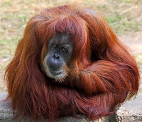 Orangutan © leonidp
