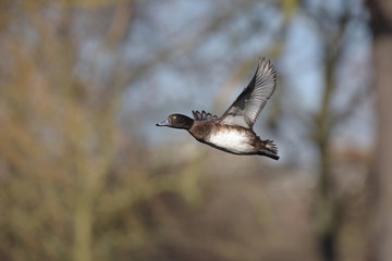 Tufted Duck, Aythya fuligula
