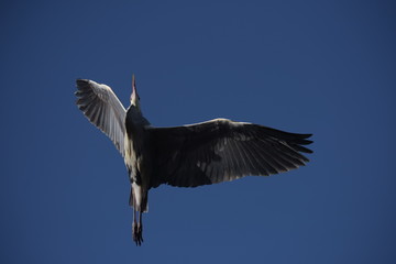 Grey Heron, Ardea cinerea 
