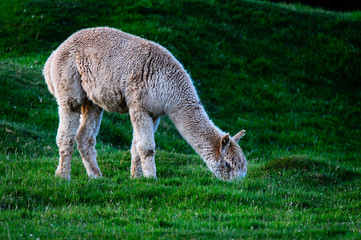 Obraz na płótnie Canvas New Zealand Alpaca