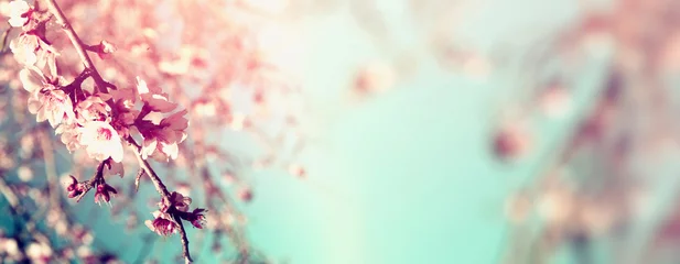 Fototapete Kirschblüte Abstrakter verschwommener Websitefahnenhintergrund des weißen Kirschblütenbaums des Frühlinges. selektiver Fokus. Jahrgang gefiltert