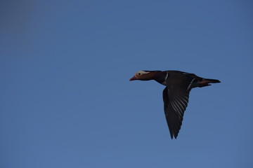 Mandarin Duck, Duck
