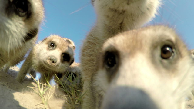 4K low angle view of curious meerkats investigating the camera,Botswana