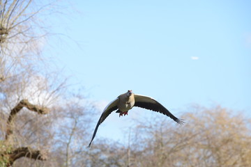 Egyptian Goose, Alopochen aegyptiaca 
