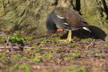 Moorhen, gallinula chloropus 