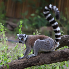 close-up of a ring-tailed lemur in zoo