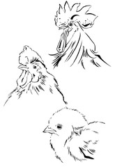 ニワトリ＆ヒヨコ