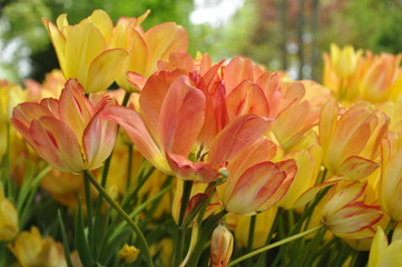 Tulipany © sorensen15