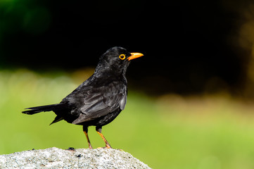 Dark bird on rock
