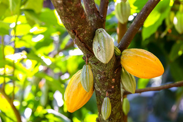 Cocoa beans hanging in the forest