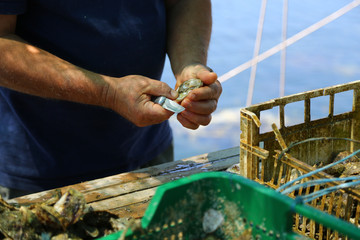 Men opening oyster