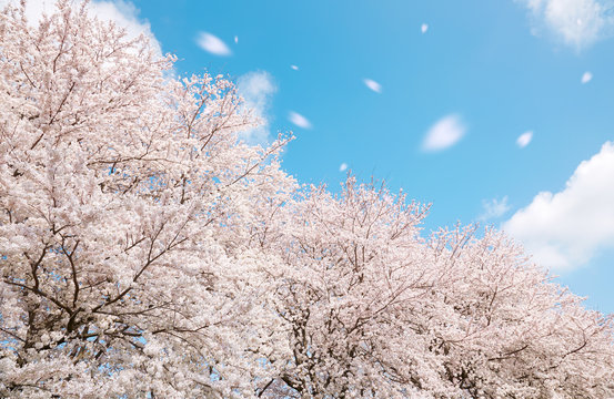 満開の桜　桜吹雪　染井吉野