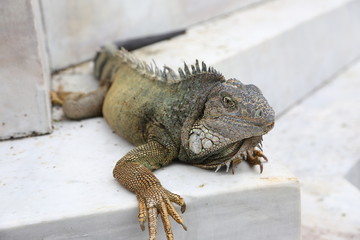 Iguana