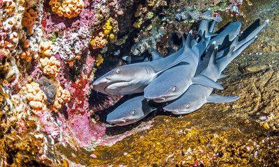 White tip reef sharks © Michael Bogner