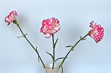 Naklejka na ściany i meble carnations in a vase