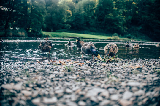 Ducks eating bread