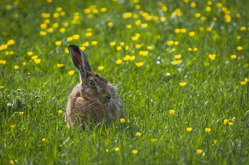 The European Brown Hare, Lepus europaeus, sat very still amongst the buttercups on the Isle of Islay, Inner Hebrides, Scotland