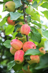 pink apples on a branch