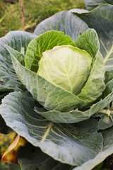 Fototapeta premium cabbage in the garden