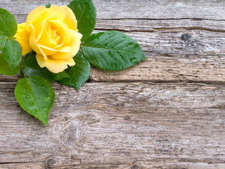 Yellow rose flower with leaves