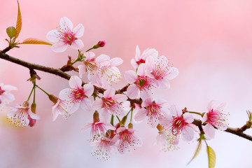 Fototapeta na wymiar Cherry blossom (Wild himalayan cherry/Prunus cerasoides) on pink background