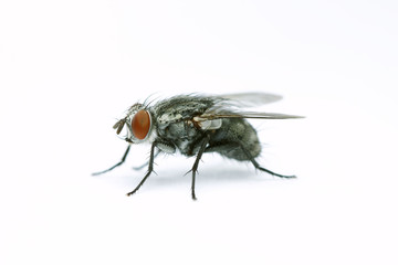 Live fly on white background