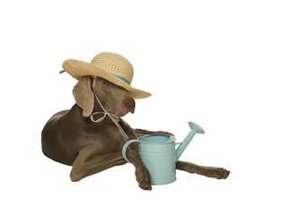 Weimaraner in hat with water can