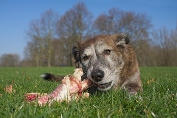 Hund frisst Kaninchenkarkasse