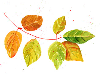 Watercolor drawing of branch of green and golden leaves