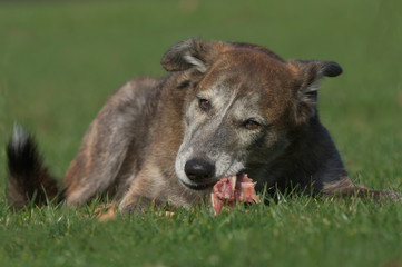 Fototapeta premium Hund frisst Kaninchenkarkasse