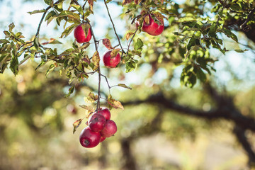 Beautiful ripe red apples on the tree