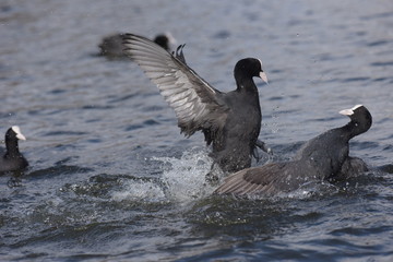 Eurasian Coot, Coot, Fulica atra 