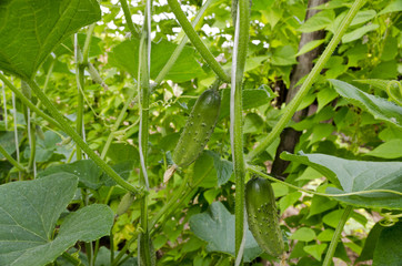 Cucumber growing in garden in the summer